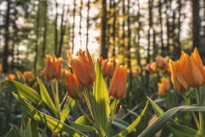 Picsum ID: 976 Officiis et similique et nulla