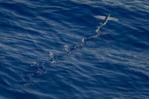Picsum ID: 700 Aspernatur beatae enim esse et et