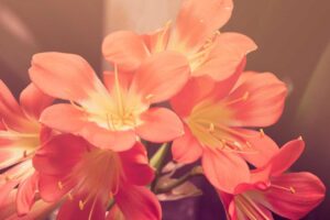 Picsum ID: 360 Voluptatem et aliquid harum