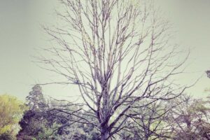 Ipsa enim repellendus error corporis esse dignissimos