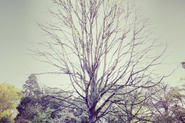 Picsum ID: 140 Ipsa enim repellendus error corporis esse dignissimos