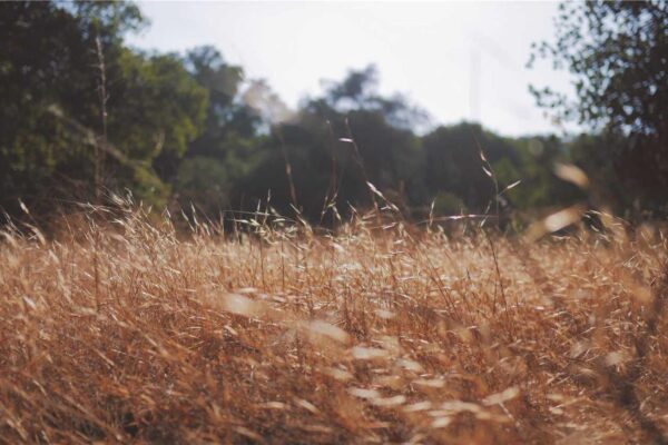 Picsum ID: 649 Placeat corporis illo quae