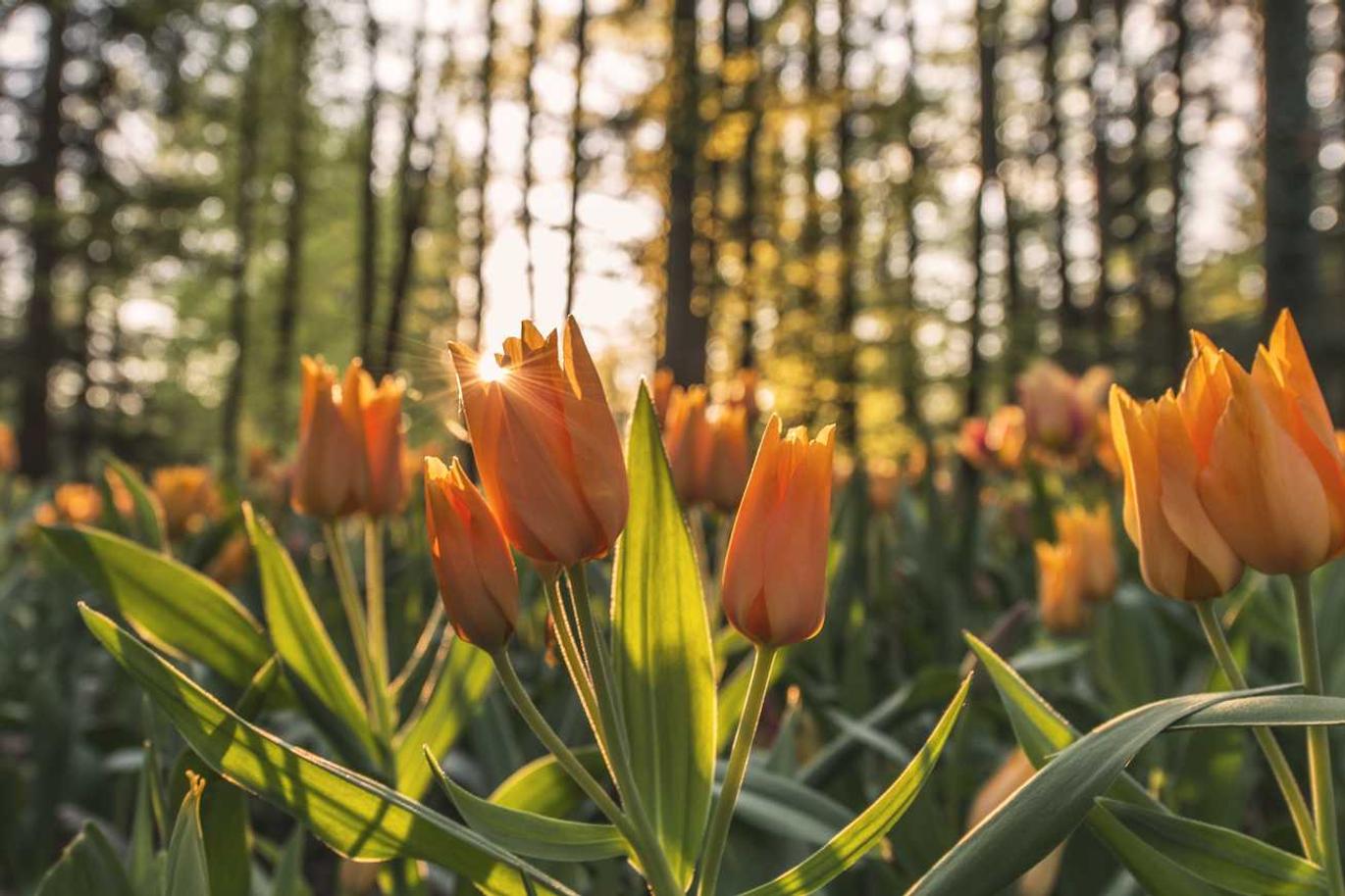 Natus animi voluptatum quo sit mollitia fugiat