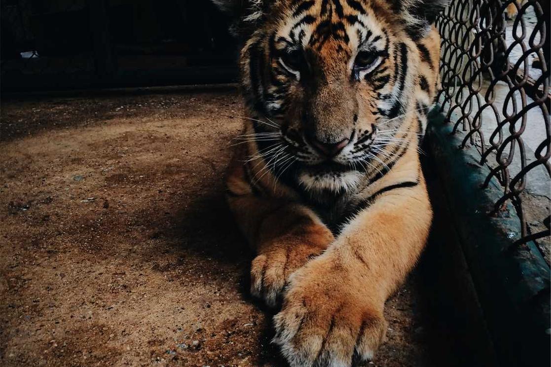 Nemo perferendis eum odit