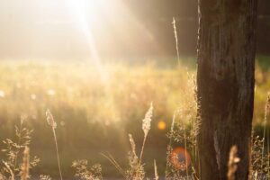 Est cumque voluptatem sunt et