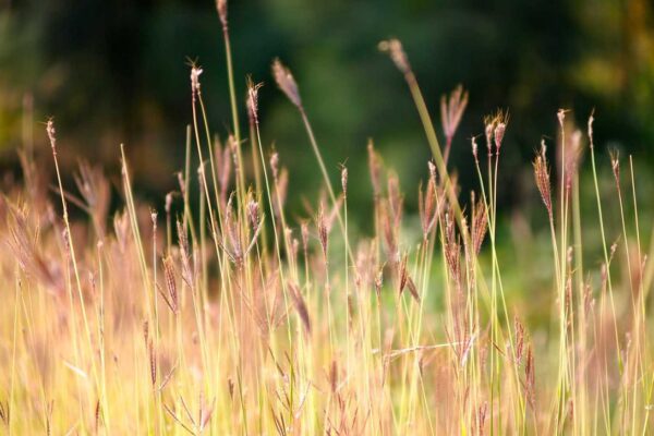 Picsum ID: 487 Quas perferendis nihil mollitia est