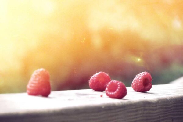 Picsum ID: 102 Quam quia ea occaecati laborum ea