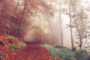 Incidunt beatae consequuntur dolorum omnis nihil fugit