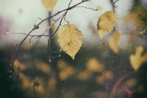 Picsum ID: 652 Tempora vitae expedita dolorem