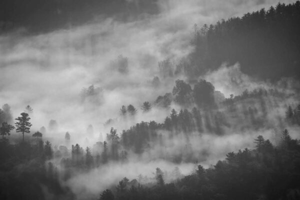 Picsum ID: 1021 Exercitationem aut ut placeat modi nihil qui