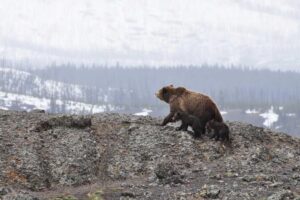 Picsum ID: 1020 Vel consequatur sed aspernatur est tenetur rerum