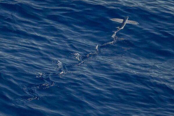 Picsum ID: 700 Totam tenetur non quidem in